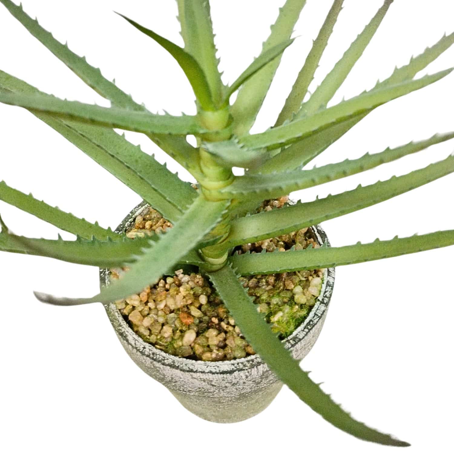 https://www.unicesped.com/wp-content/uploads/2025/12/Aloe-18-cm-detalle.jpg