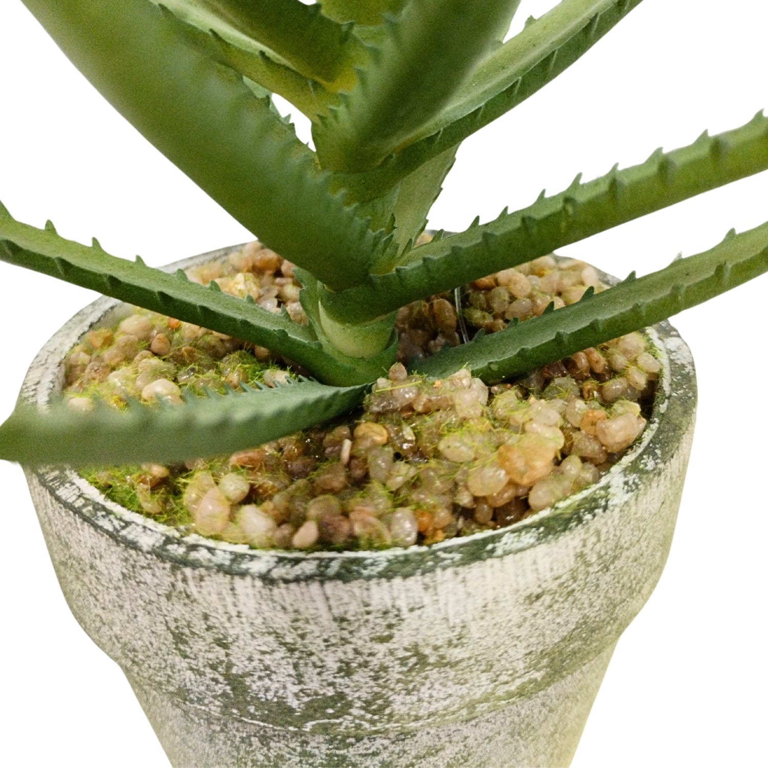 https://www.unicesped.com/wp-content/uploads/2025/12/Aloe-18-cm-maceta.jpg