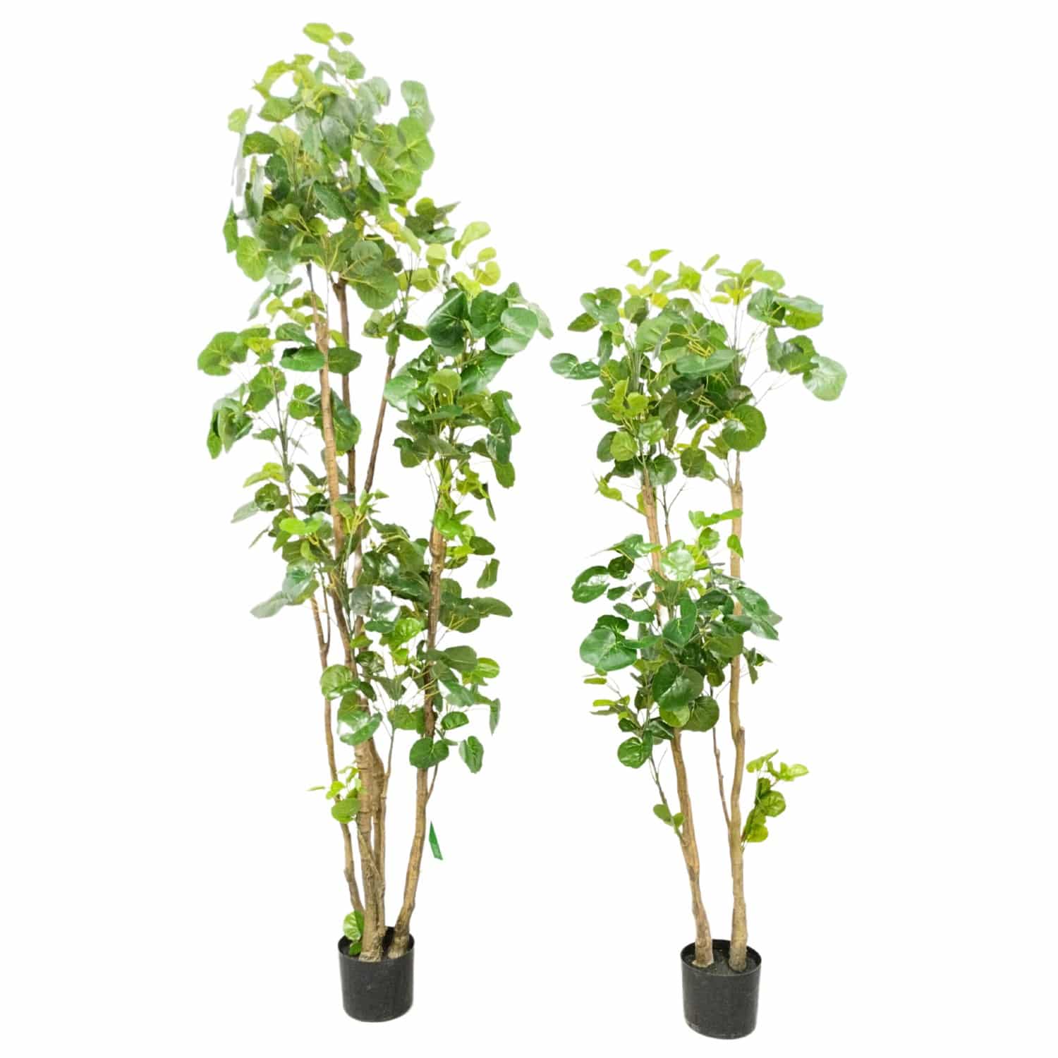 https://www.unicesped.com/wp-content/uploads/2025/12/Aralia-165-cm-y-195-cm.jpg