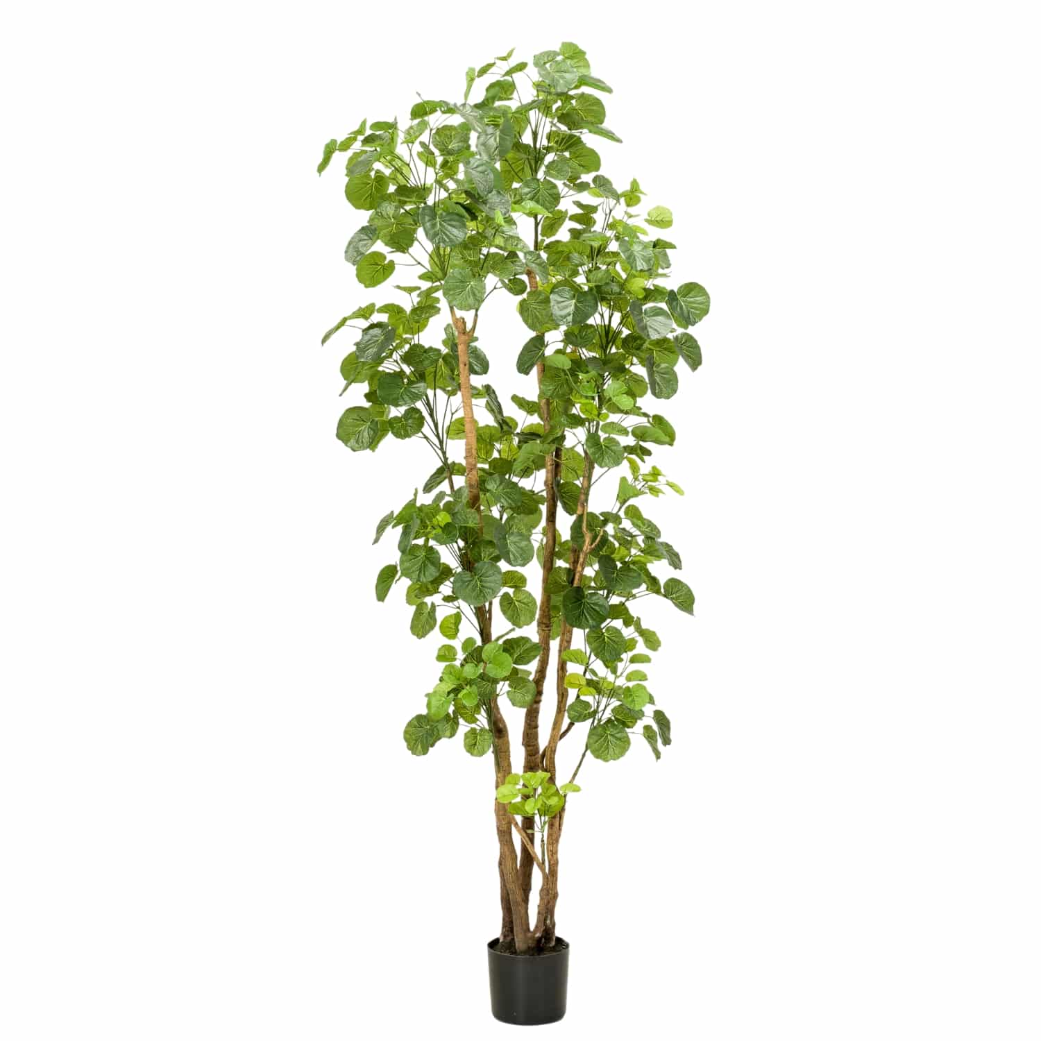 https://www.unicesped.com/wp-content/uploads/2025/12/Aralia-artificial.jpg
