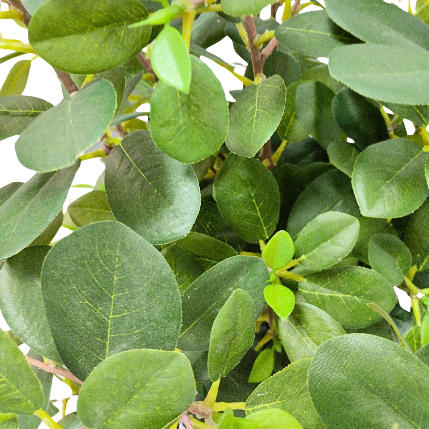 https://www.unicesped.com/wp-content/uploads/2025/12/Hojas-Ficus-Botanic-75-cm.jpg