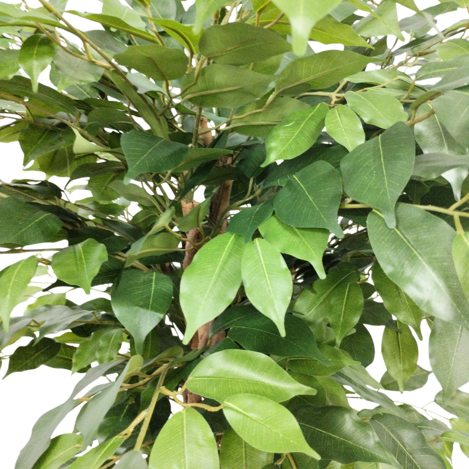 https://www.unicesped.com/wp-content/uploads/2025/12/Hojas-Ficus-Eco.jpg