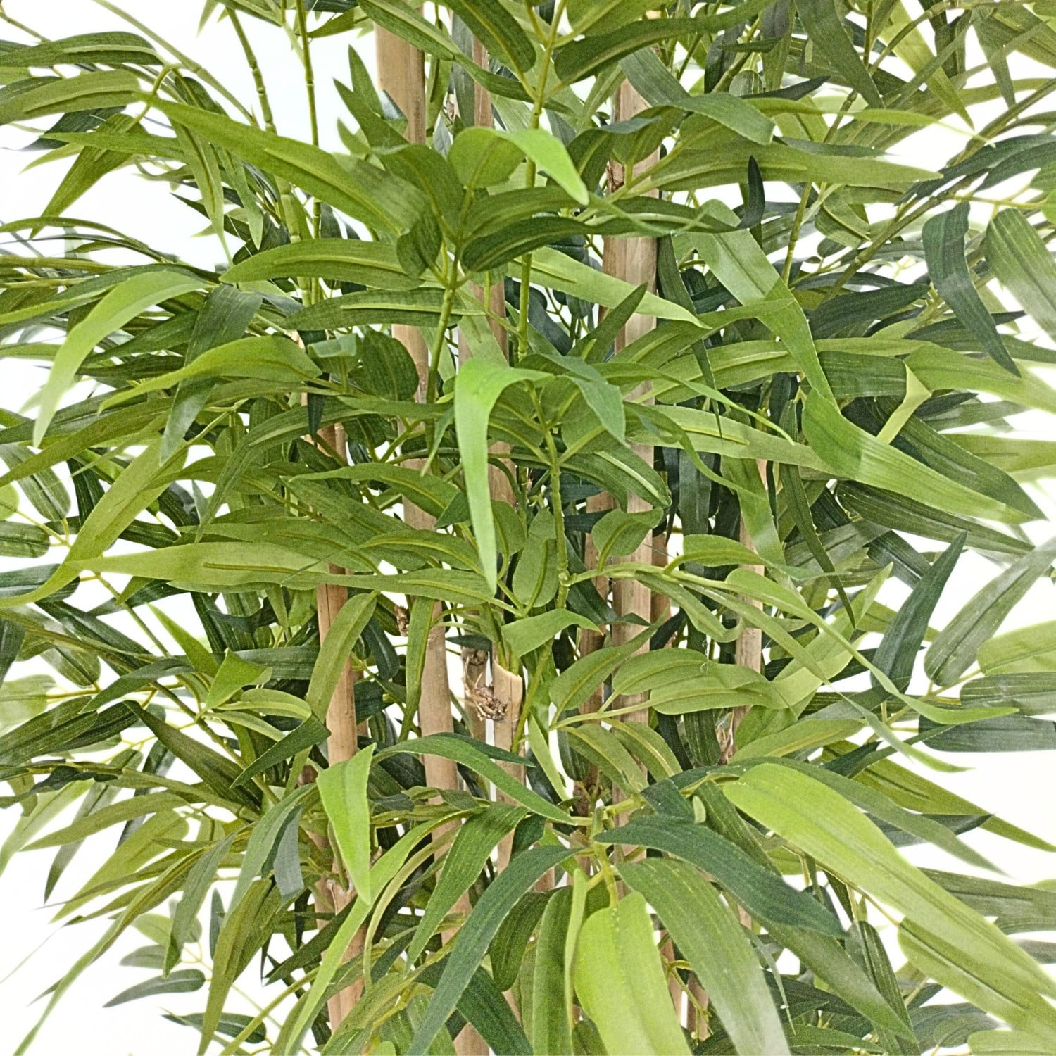 https://www.unicesped.com/wp-content/uploads/2025/12/Hojas-bambu-acabado-premium.jpg