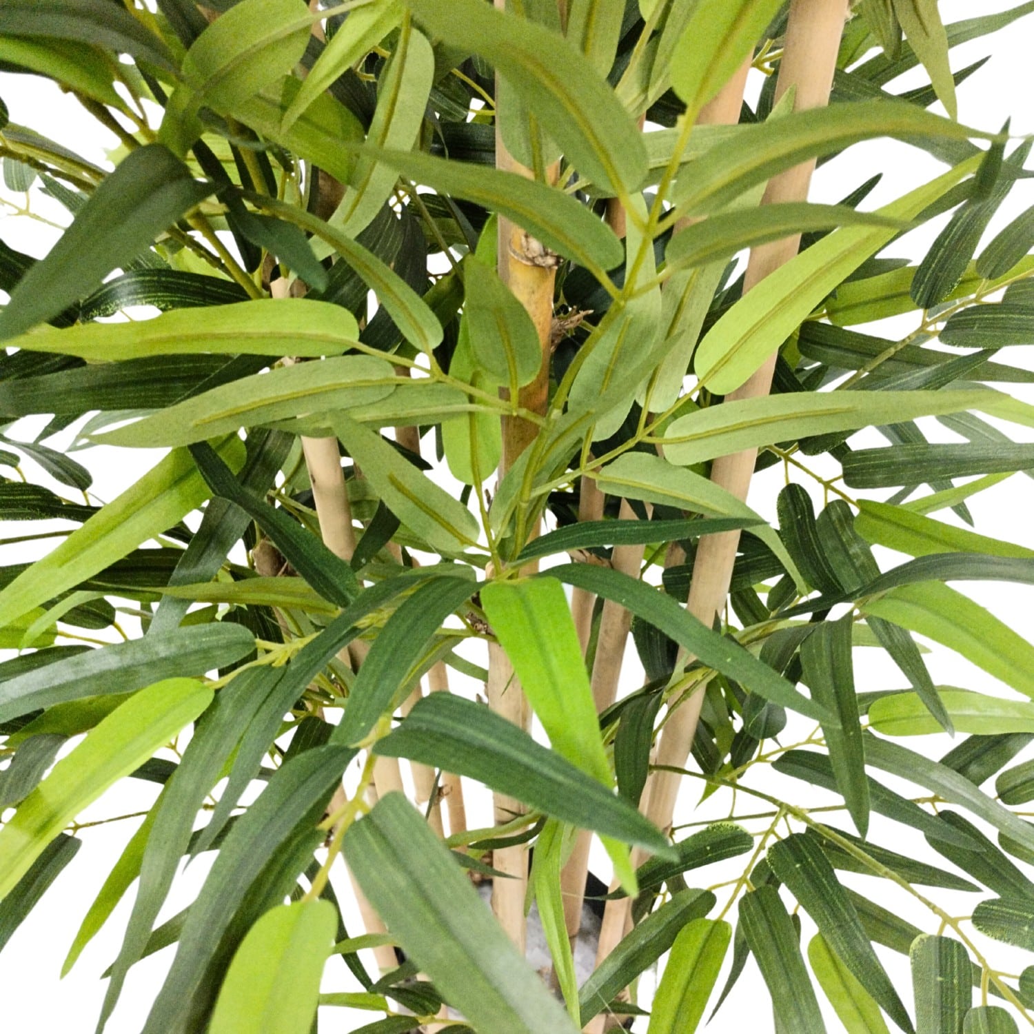 https://www.unicesped.com/wp-content/uploads/2025/12/Hojas-bambu-premium.jpg