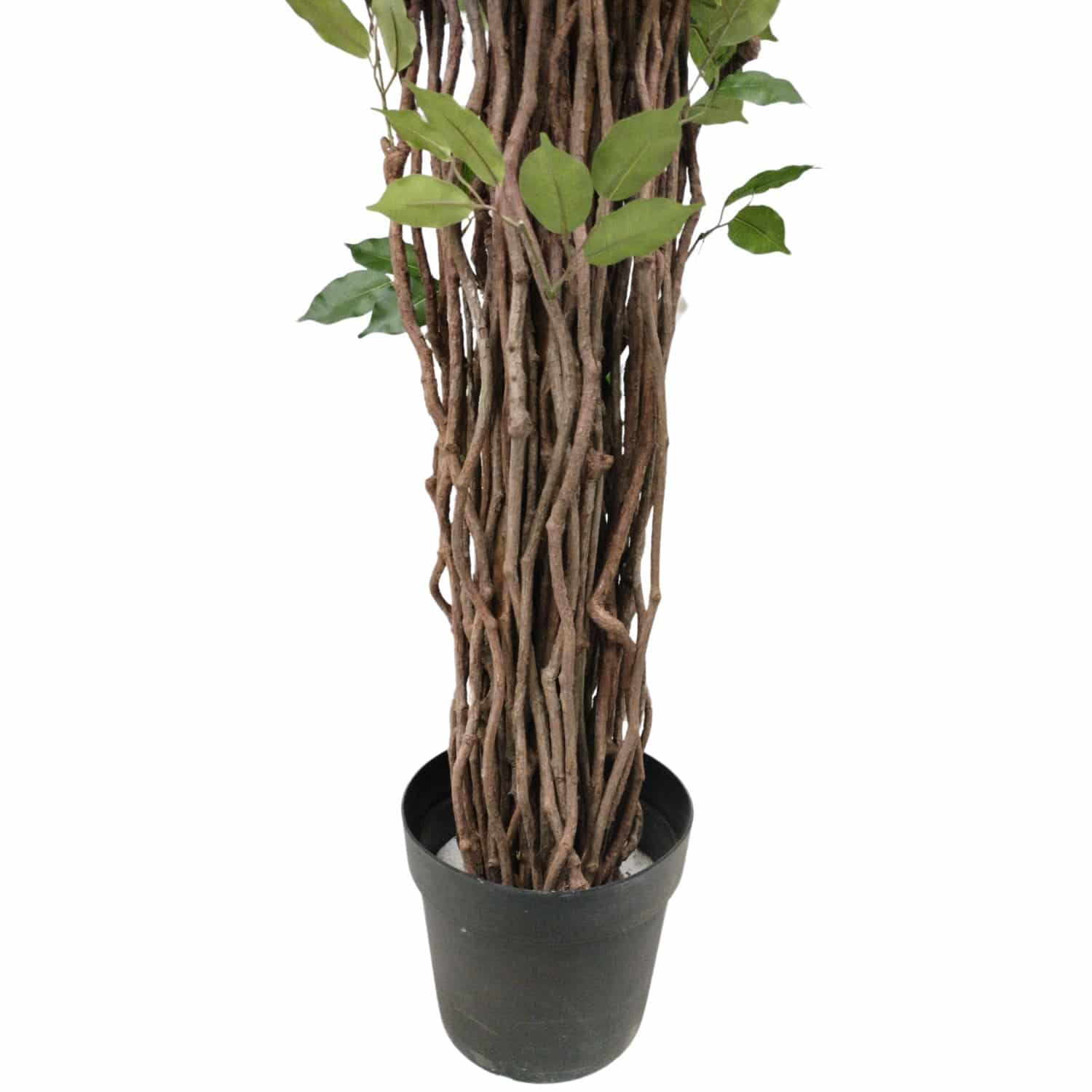 https://www.unicesped.com/wp-content/uploads/2025/12/Maceta-Ficus-Deluxe-multitronco.jpg