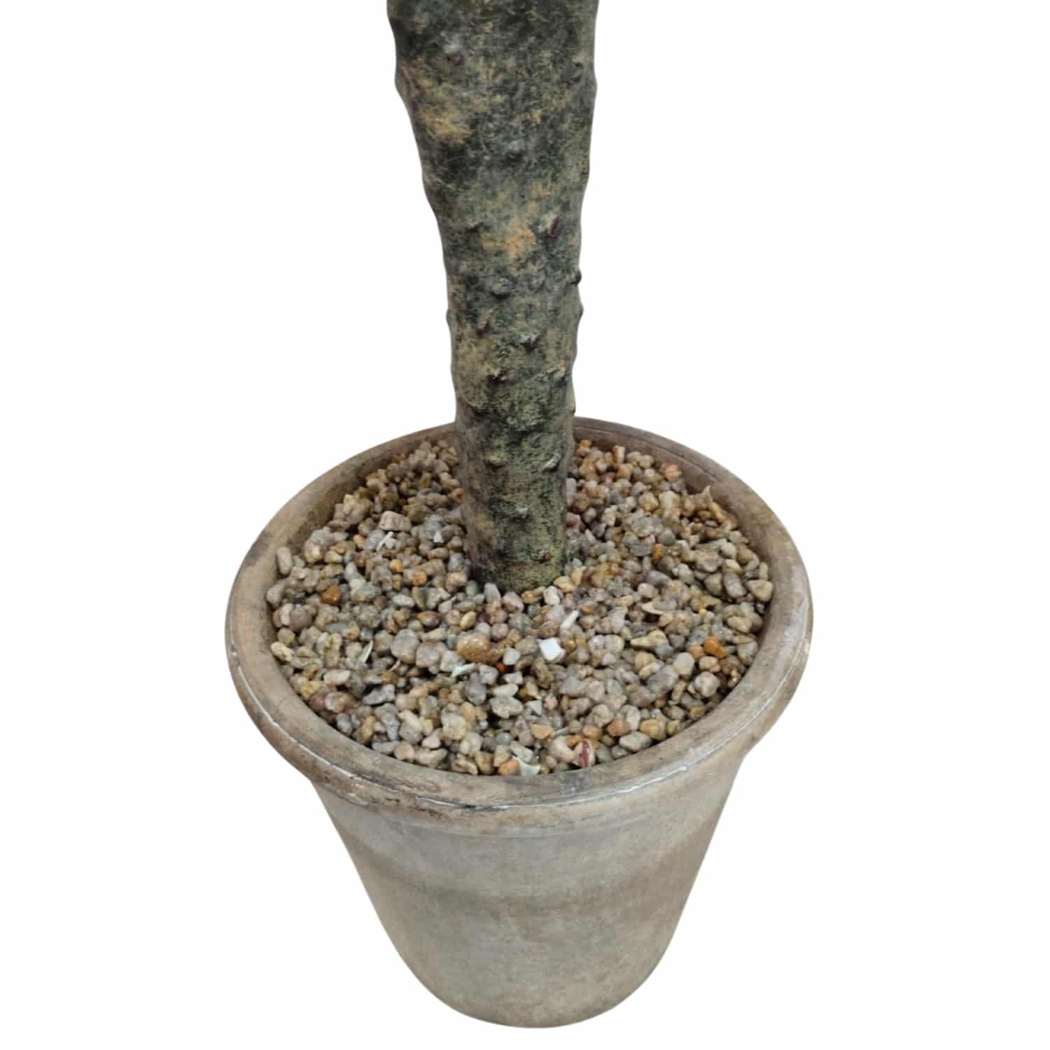 https://www.unicesped.com/wp-content/uploads/2025/12/Maceta-cactus-sabra.jpg
