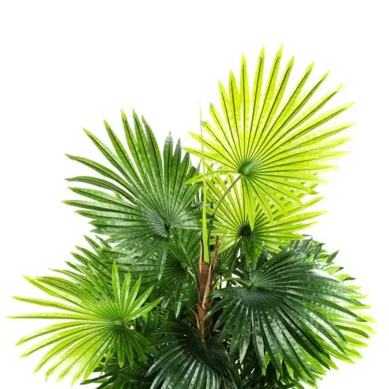 https://www.unicesped.com/wp-content/uploads/2025/12/Palmito2-scaled-e1736415401935-768x768.jpg.webp
