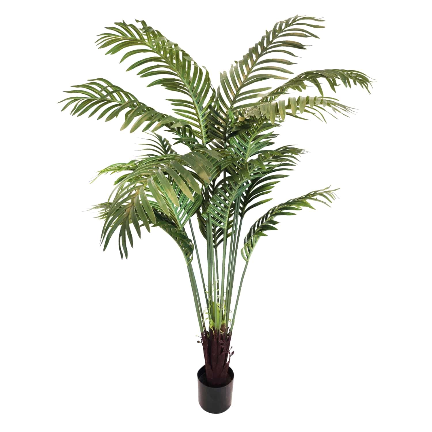 https://www.unicesped.com/wp-content/uploads/2025/12/Plamera-areca-160-cm.jpg