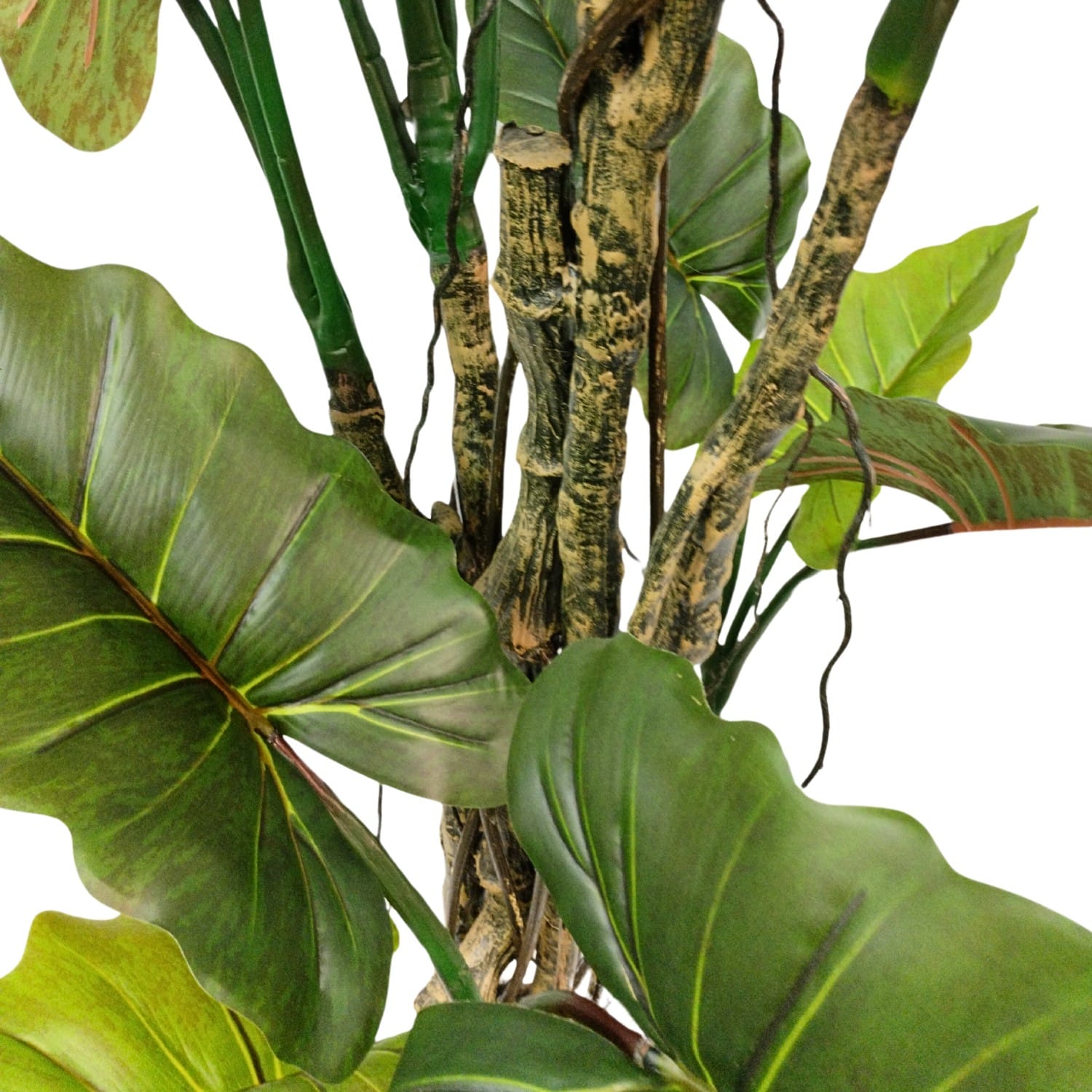 https://www.unicesped.com/wp-content/uploads/2025/12/Planta-Alocasia-hojas.jpg