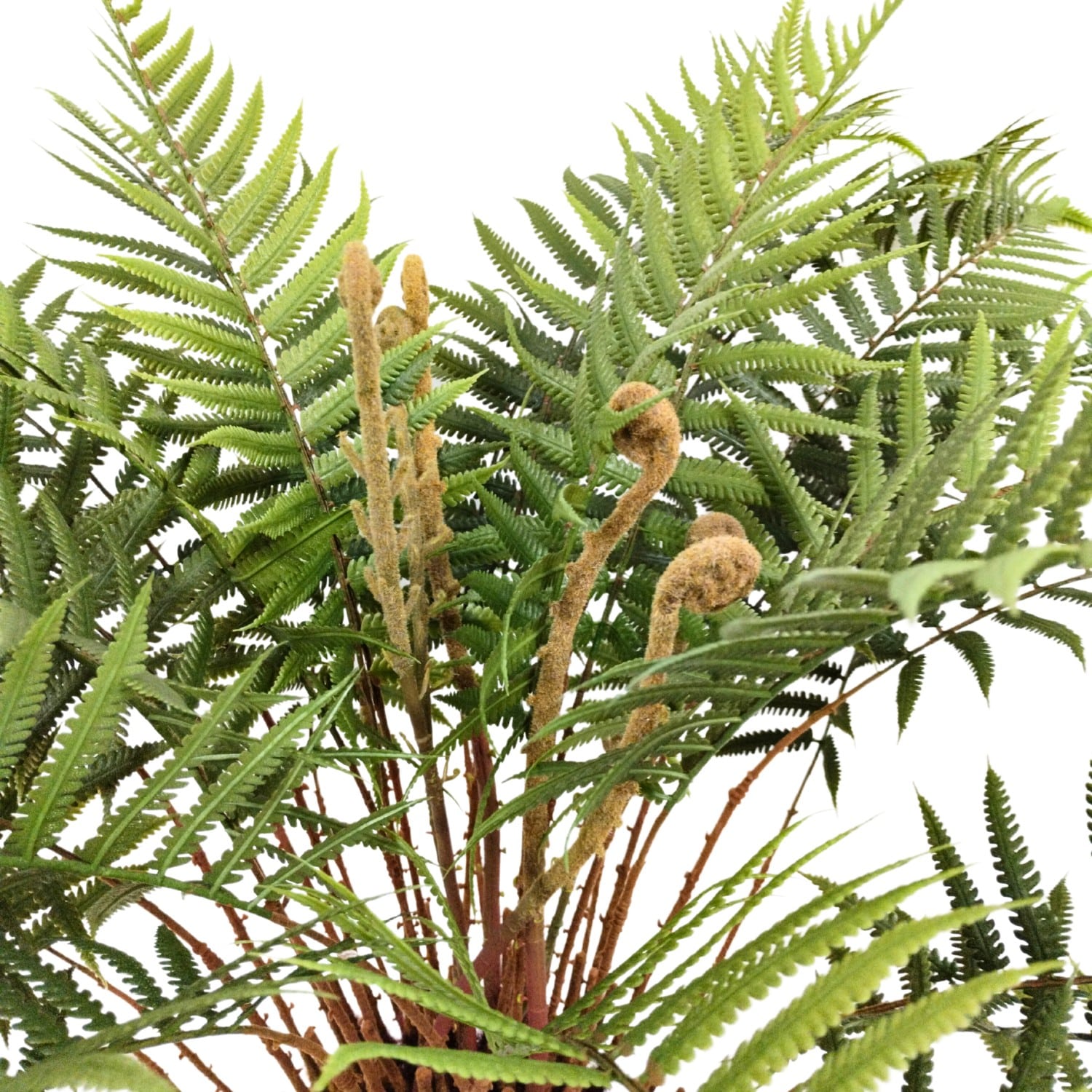 https://www.unicesped.com/wp-content/uploads/2025/12/Ramas-Dicksonia.jpg