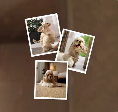 Genera automaticamente vlog di animali domestici